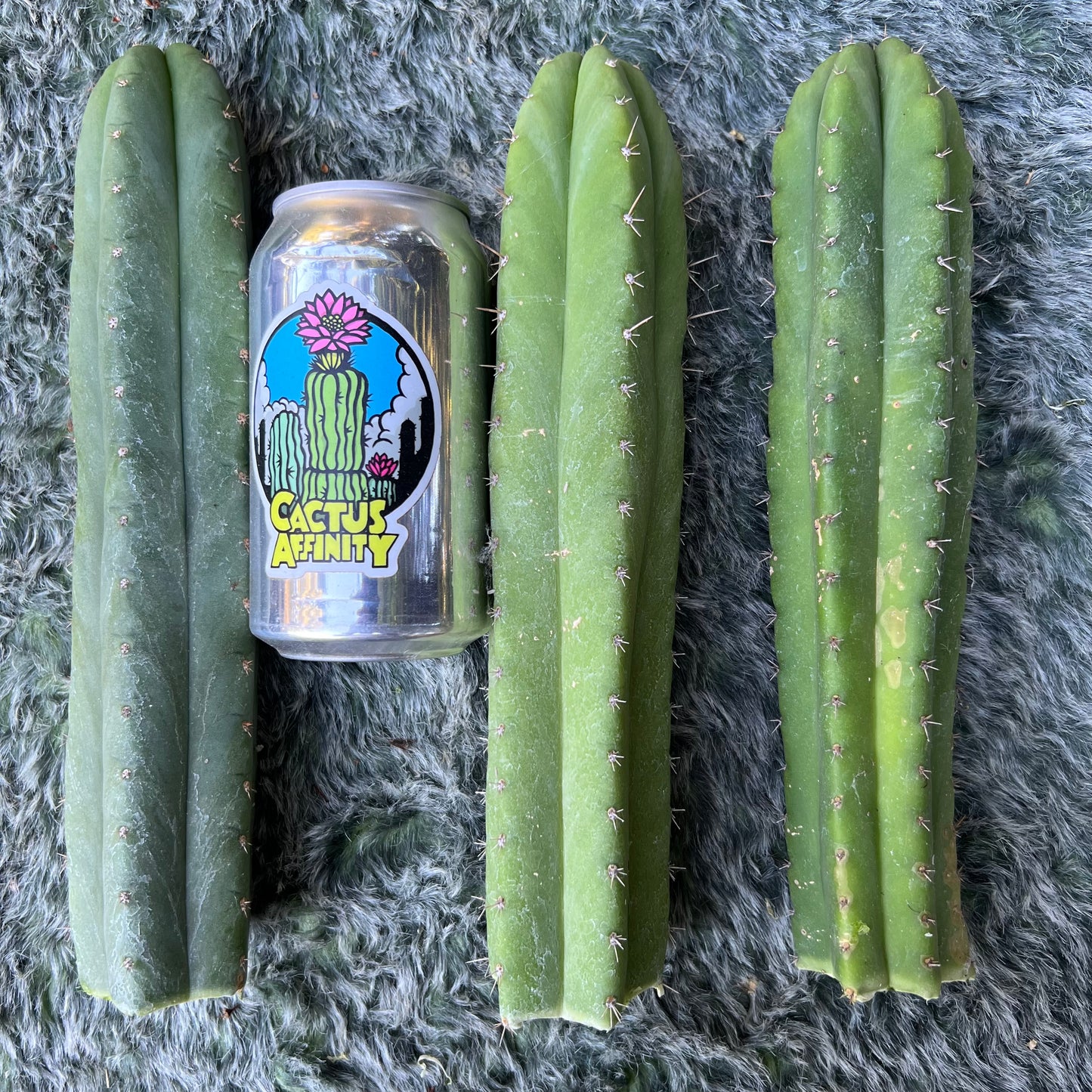 pach cactus plants