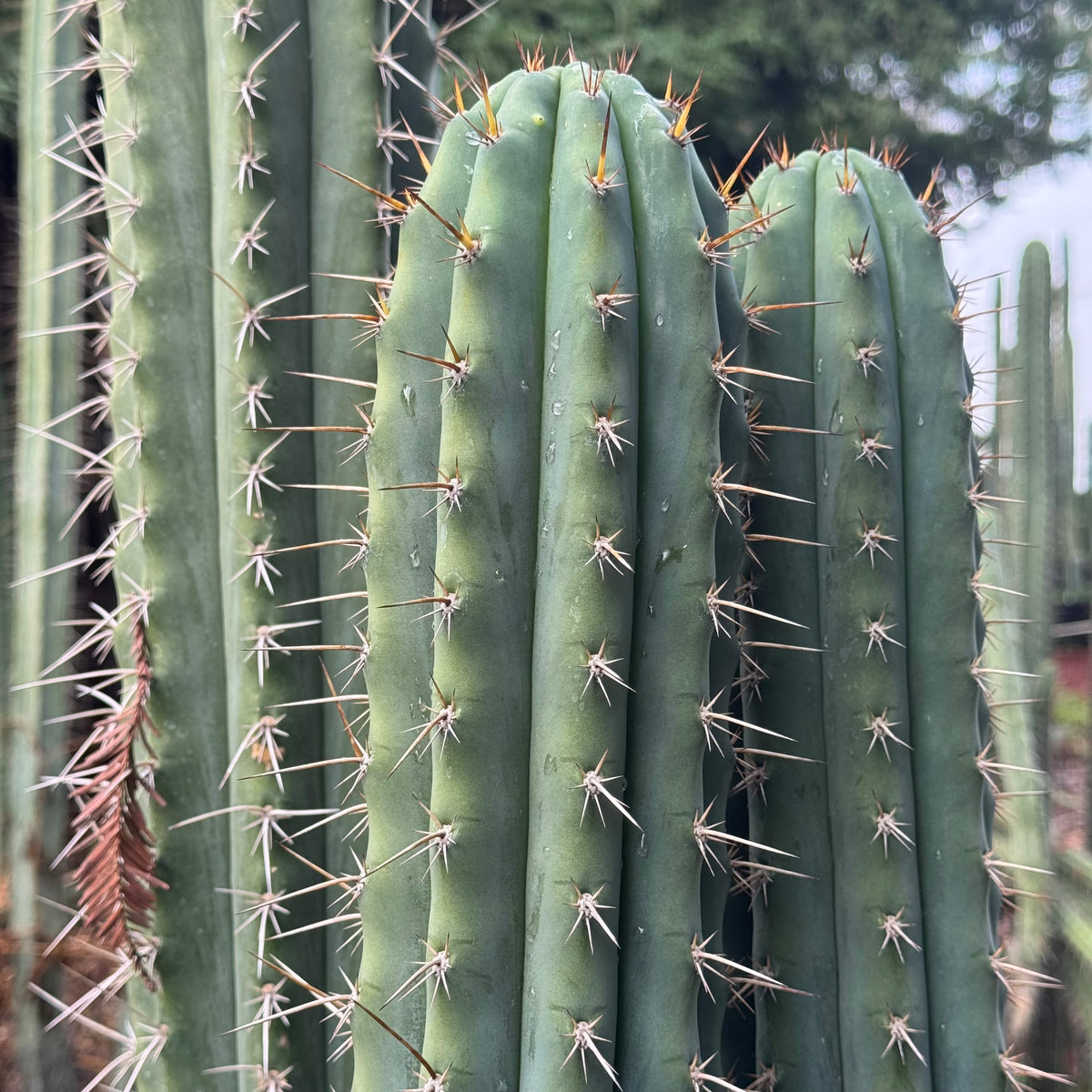 peru cv. Tarmaensis