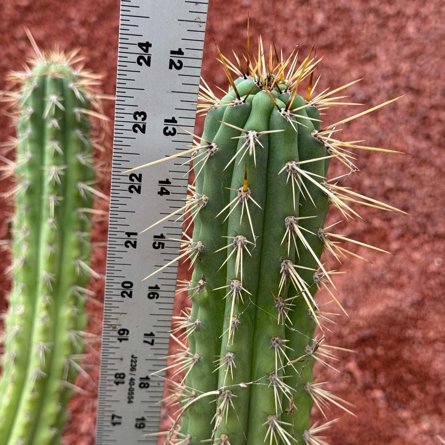 Kimura’s Spiny Giant KSG - local pickup