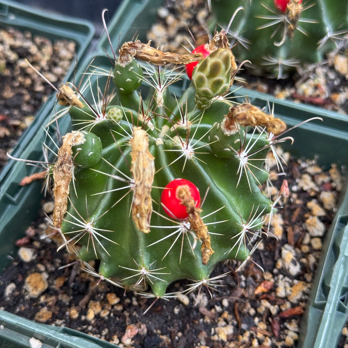Thelocactus setispinus