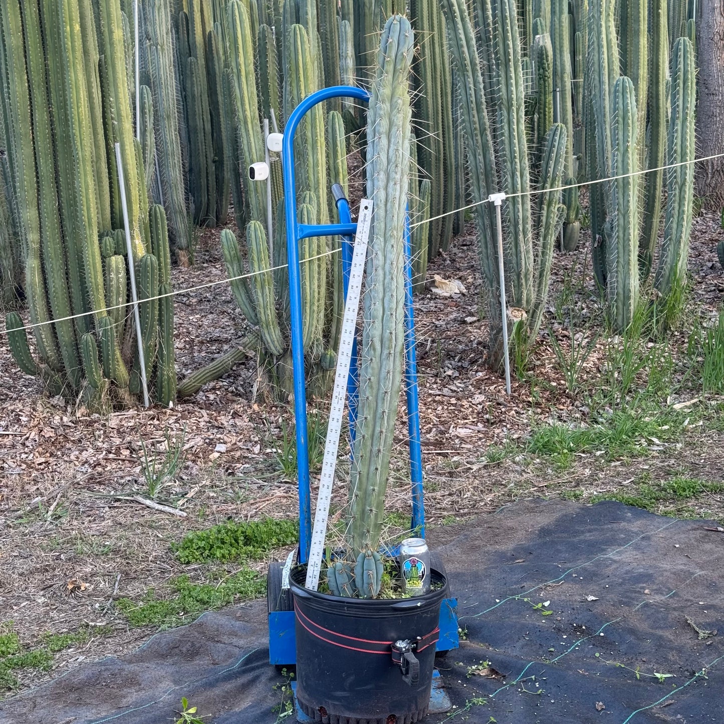 Clyde x Sharxx - local pickup