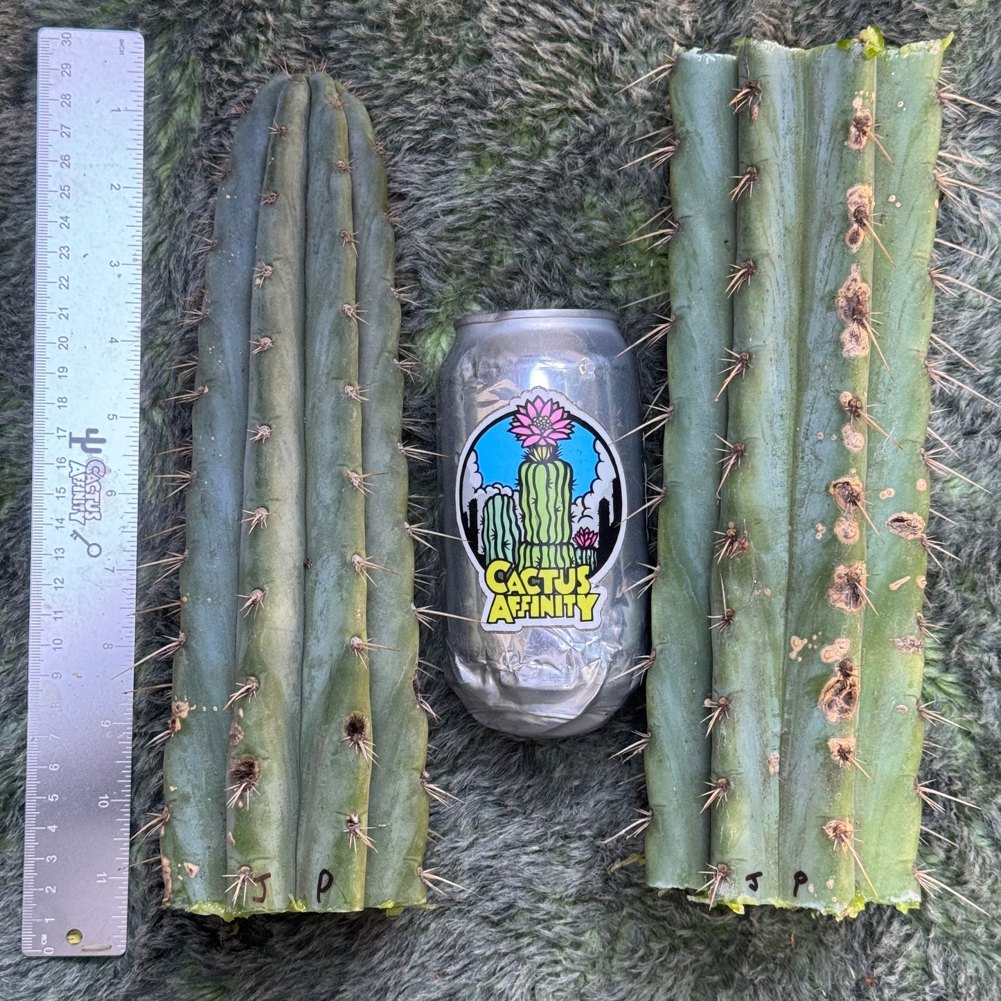 peru sp. puquiensis Jessica