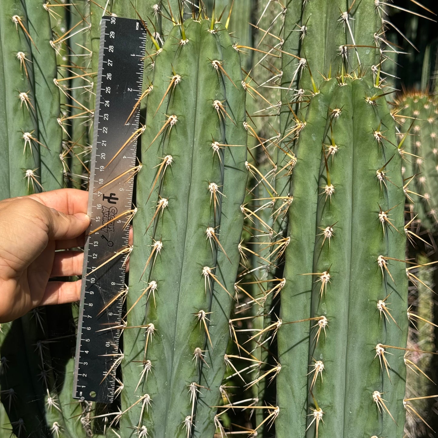 Misplant’s peru2
