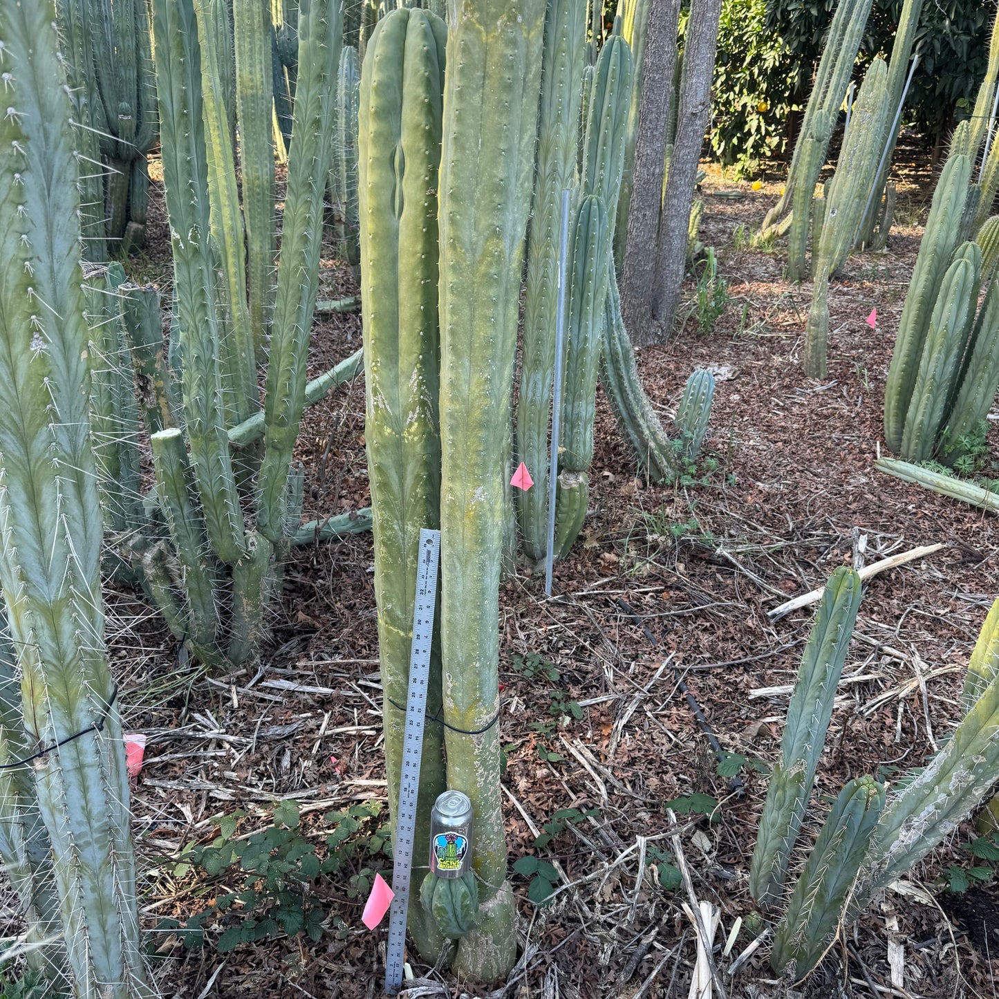 Verne’s J’s Giant - local pickup