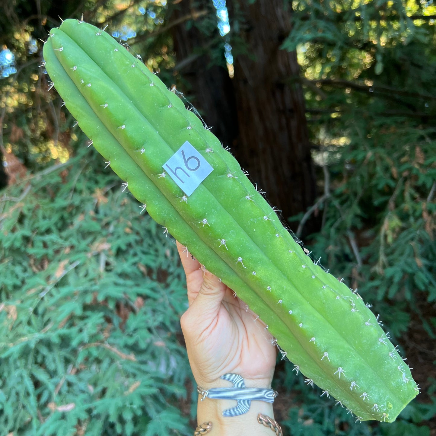 pach cactus plants