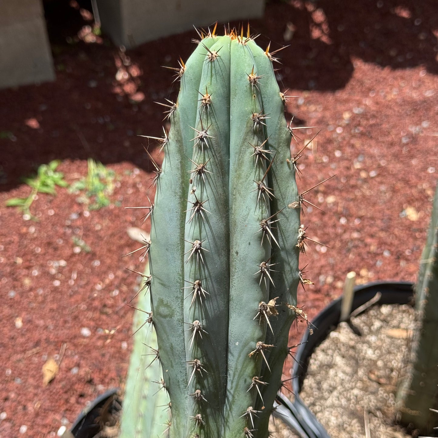 Verne’s Wild Andes #11