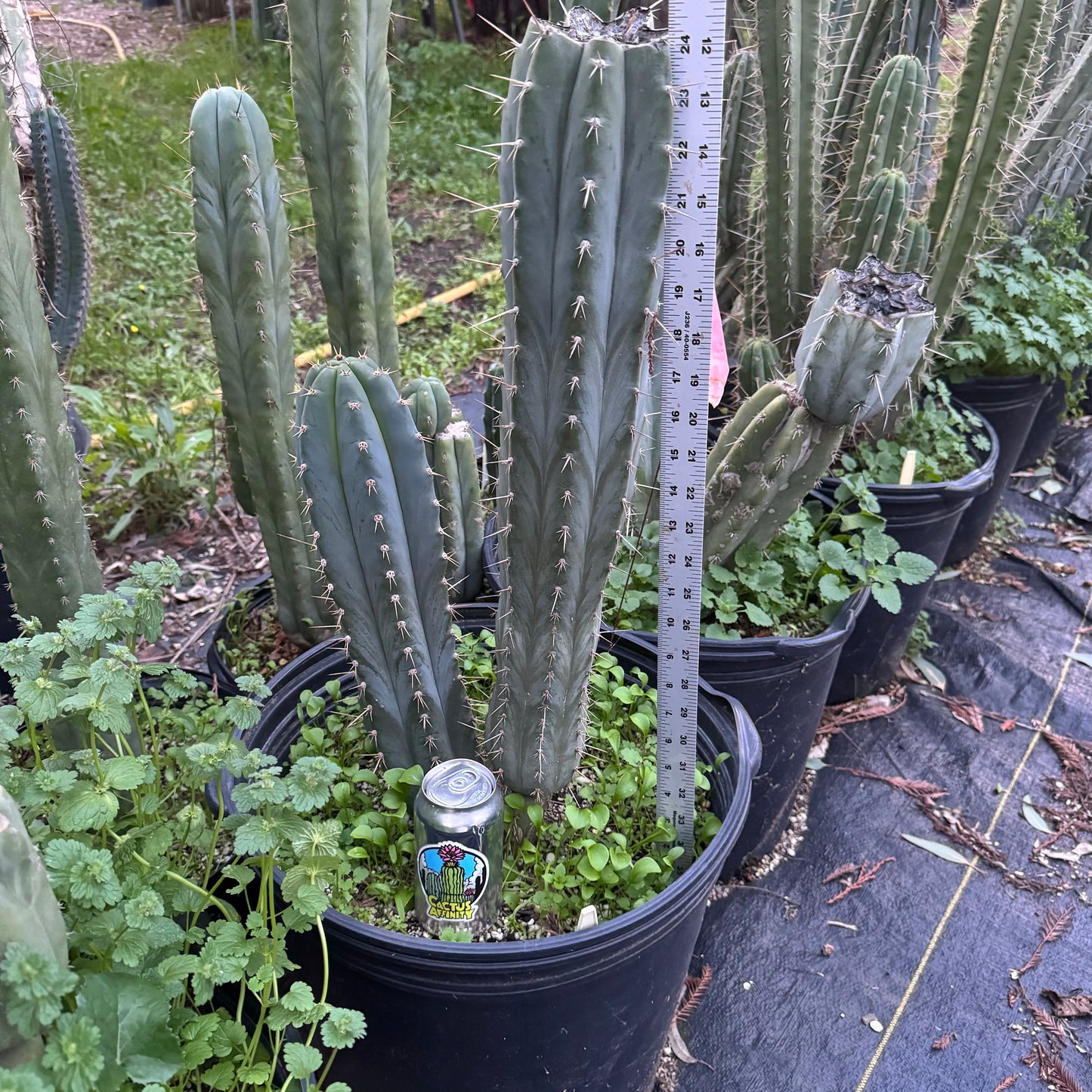 giganteus KK1094 - local pickup