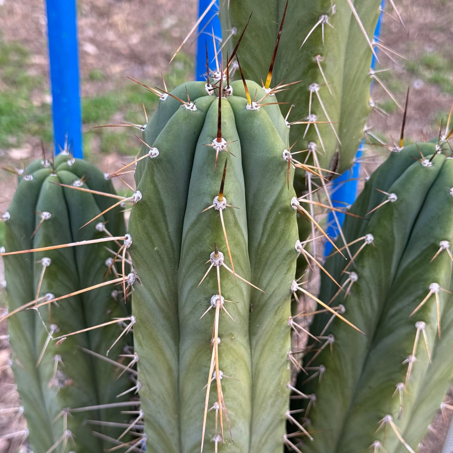 Vernes 2006 KK seeds- local pickup