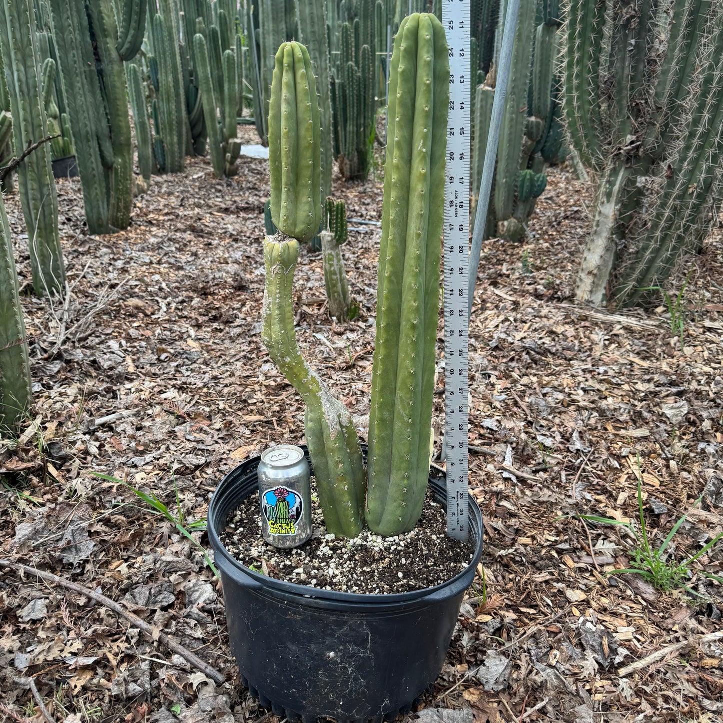 Strybing - local pickup