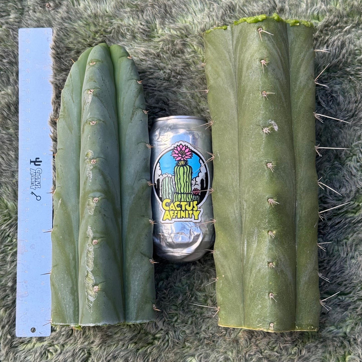 huanu - Poots