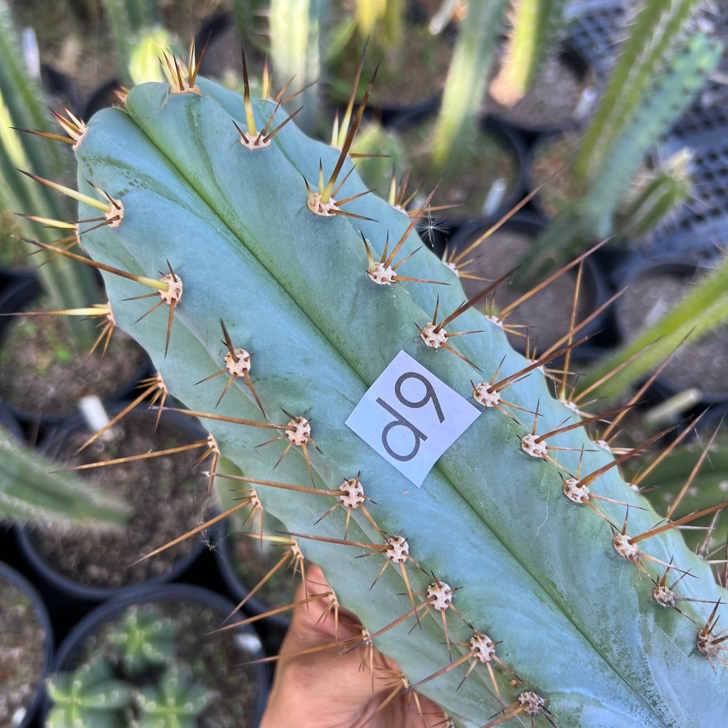 Verne’s Glaucus