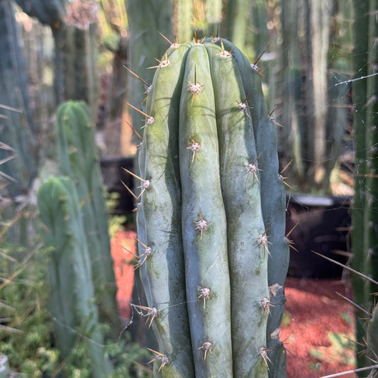 Verne’s Wild Andes #6