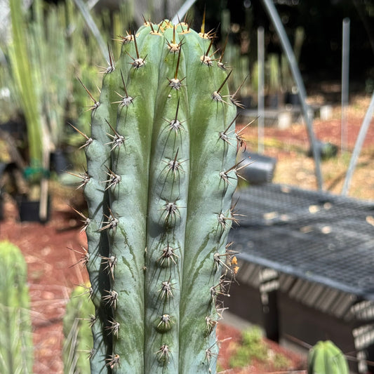 Verne’s Wild Andes #14