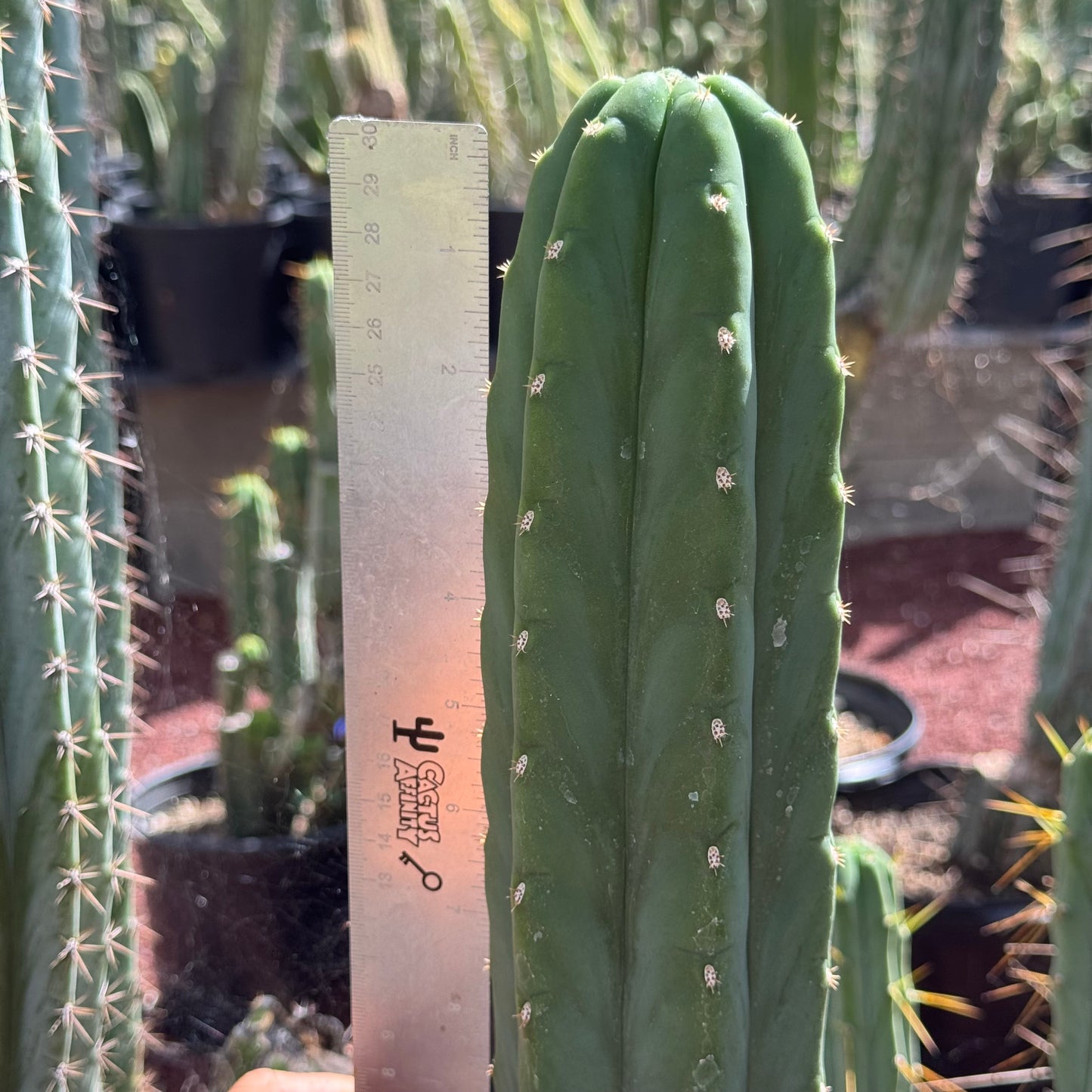pallarensis x bridge 2