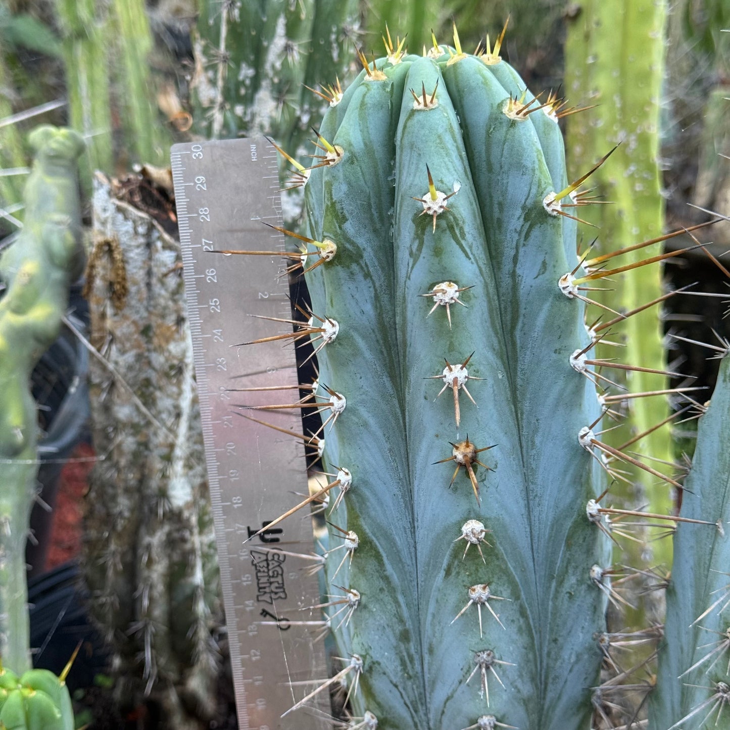 Wild Andes JS301 (IcarosDNA)
