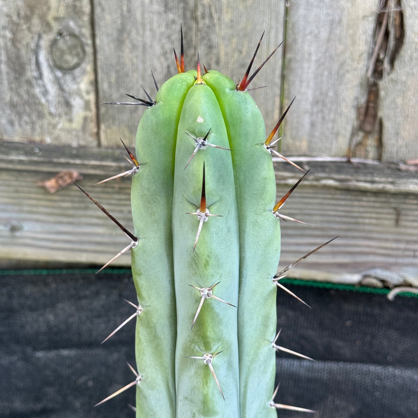 MM x Bertha - local pickup