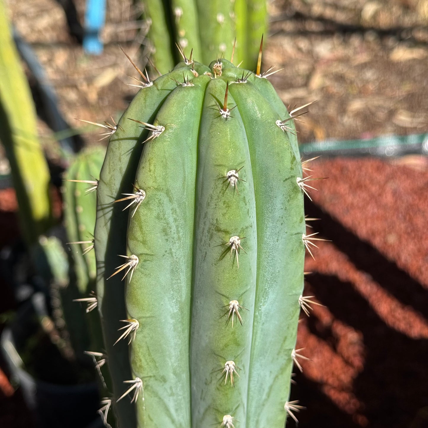 perugesii bridgianus?