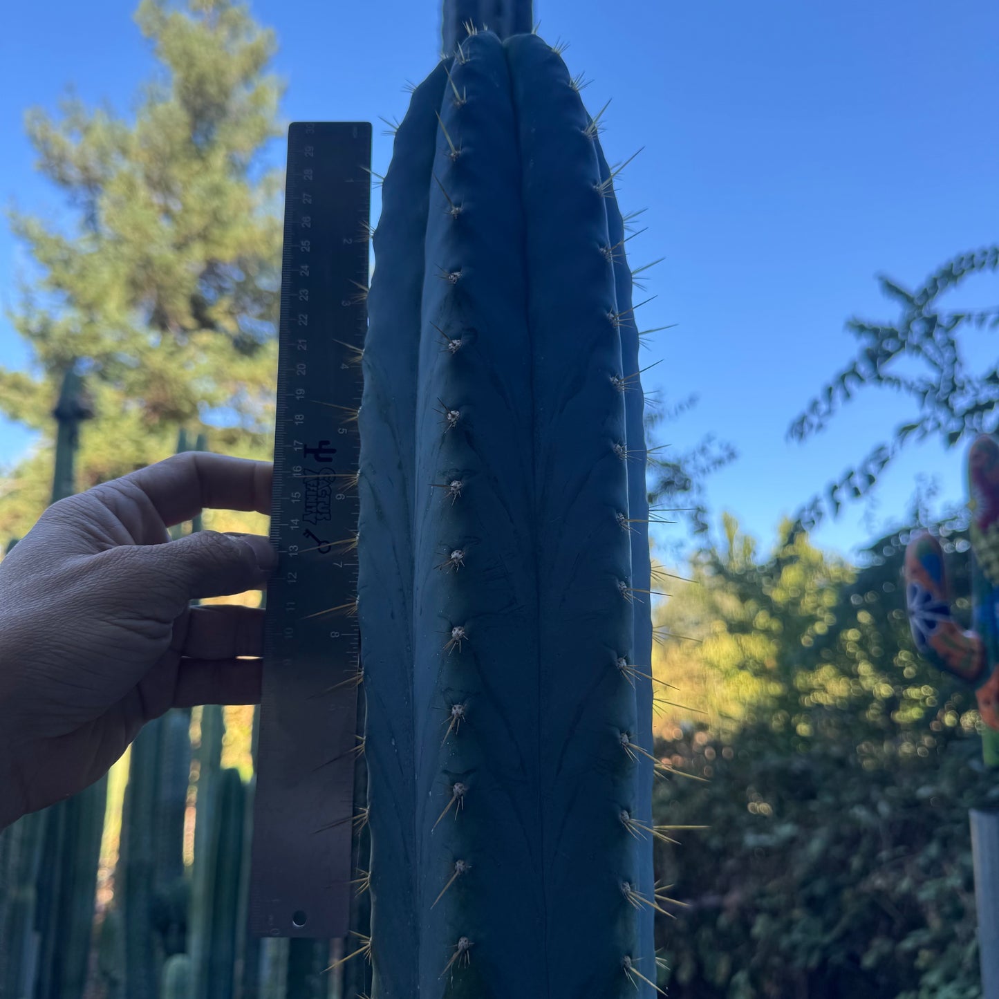 Argentinensis - local pickup