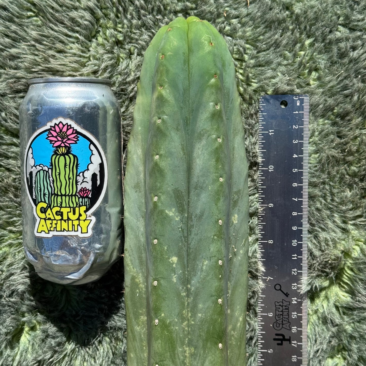 KK1689