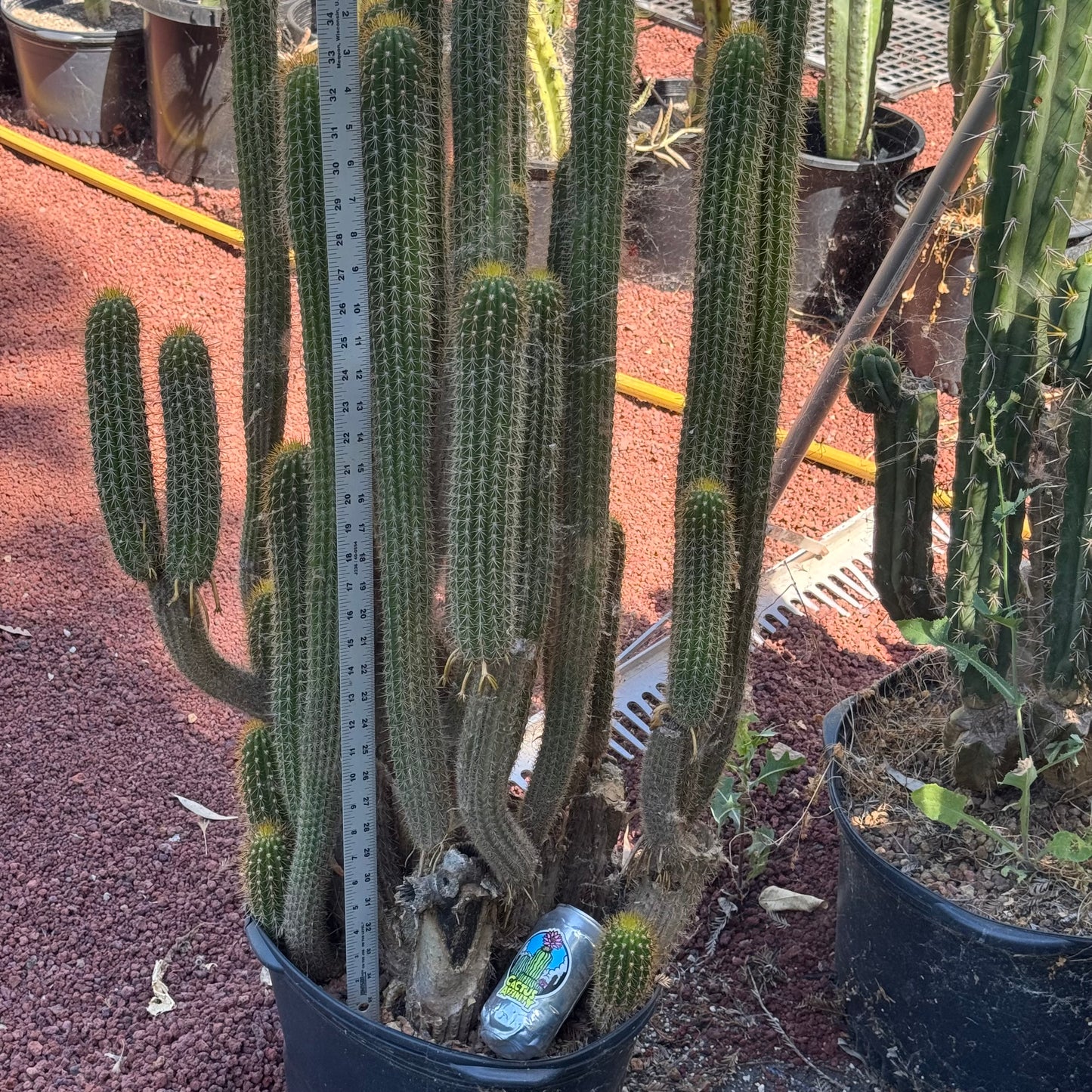 spachianus - local pickup
