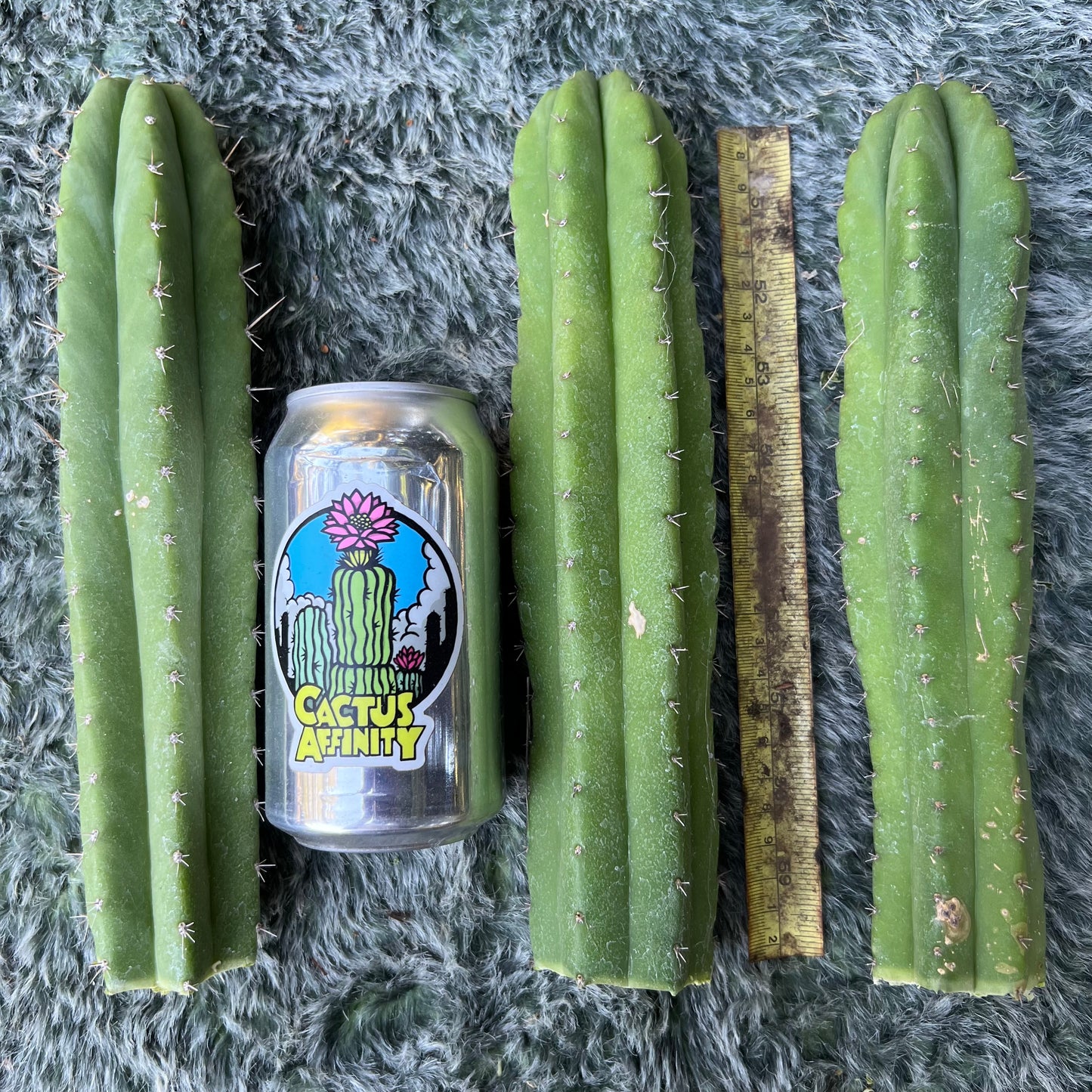 pach cactus plants