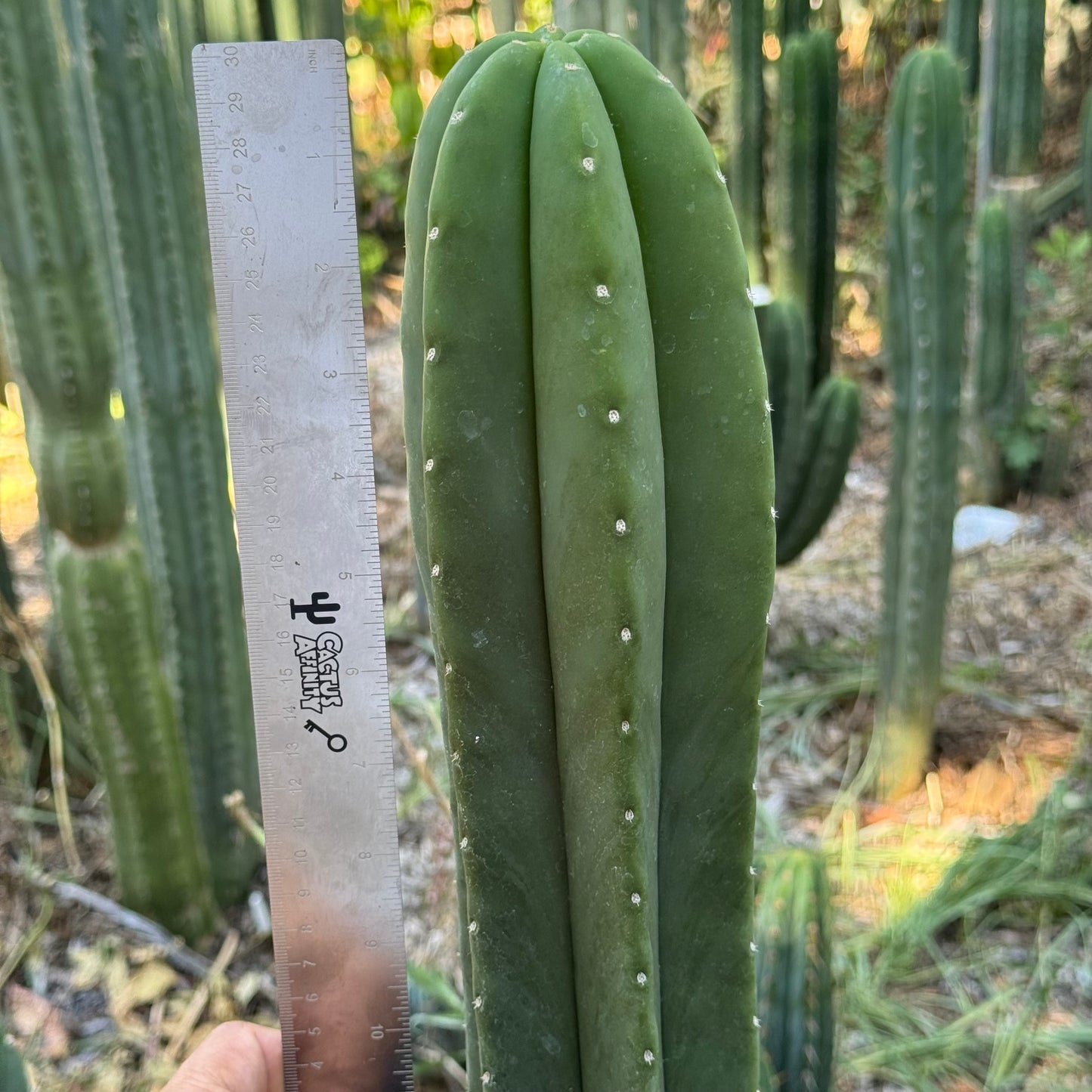 huarazensis x scop