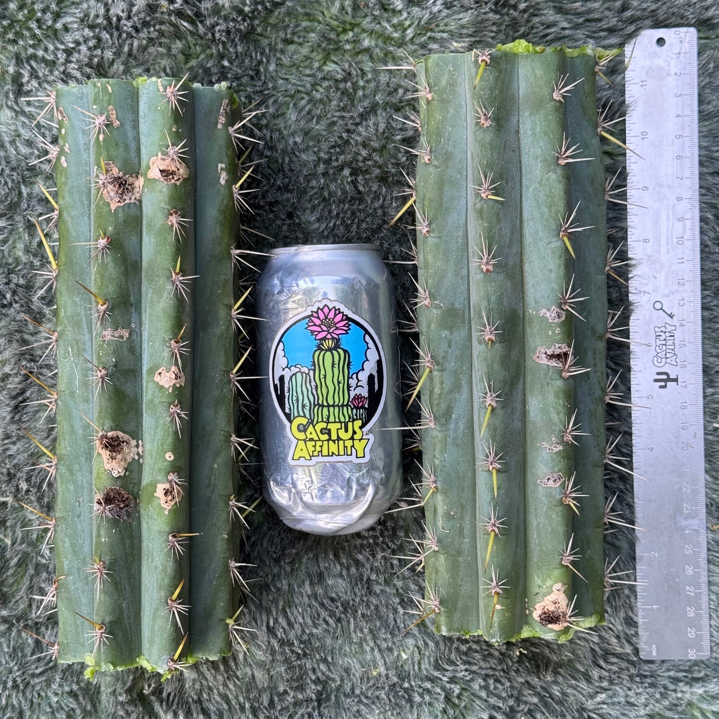 Misplant’s peru2