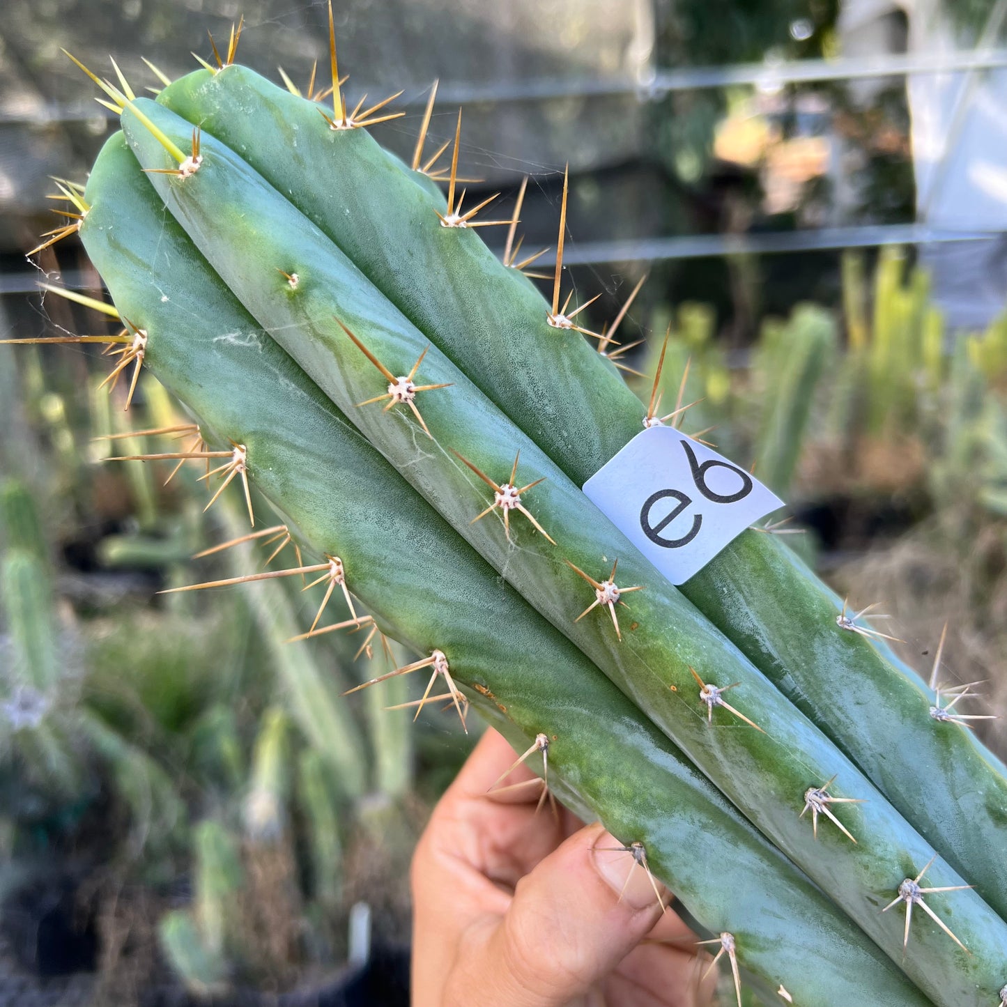 Ohlone - free ship
