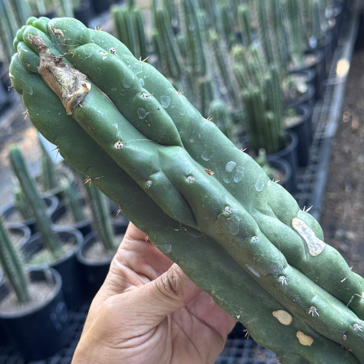 bulk box of cactuses