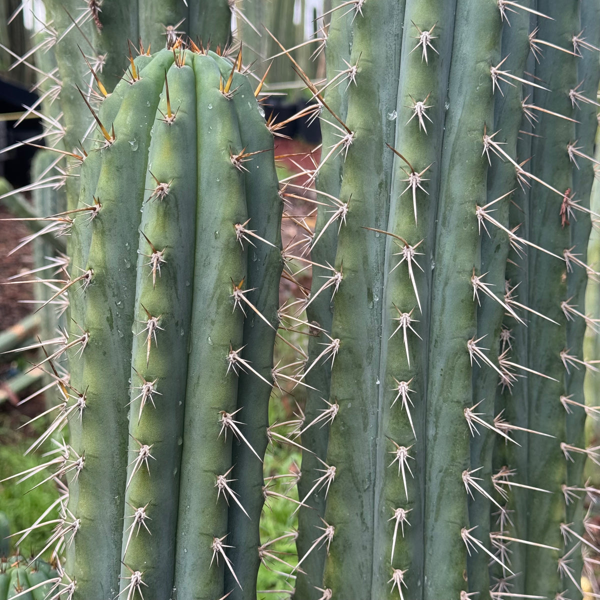 peru cv. Tarmaensis