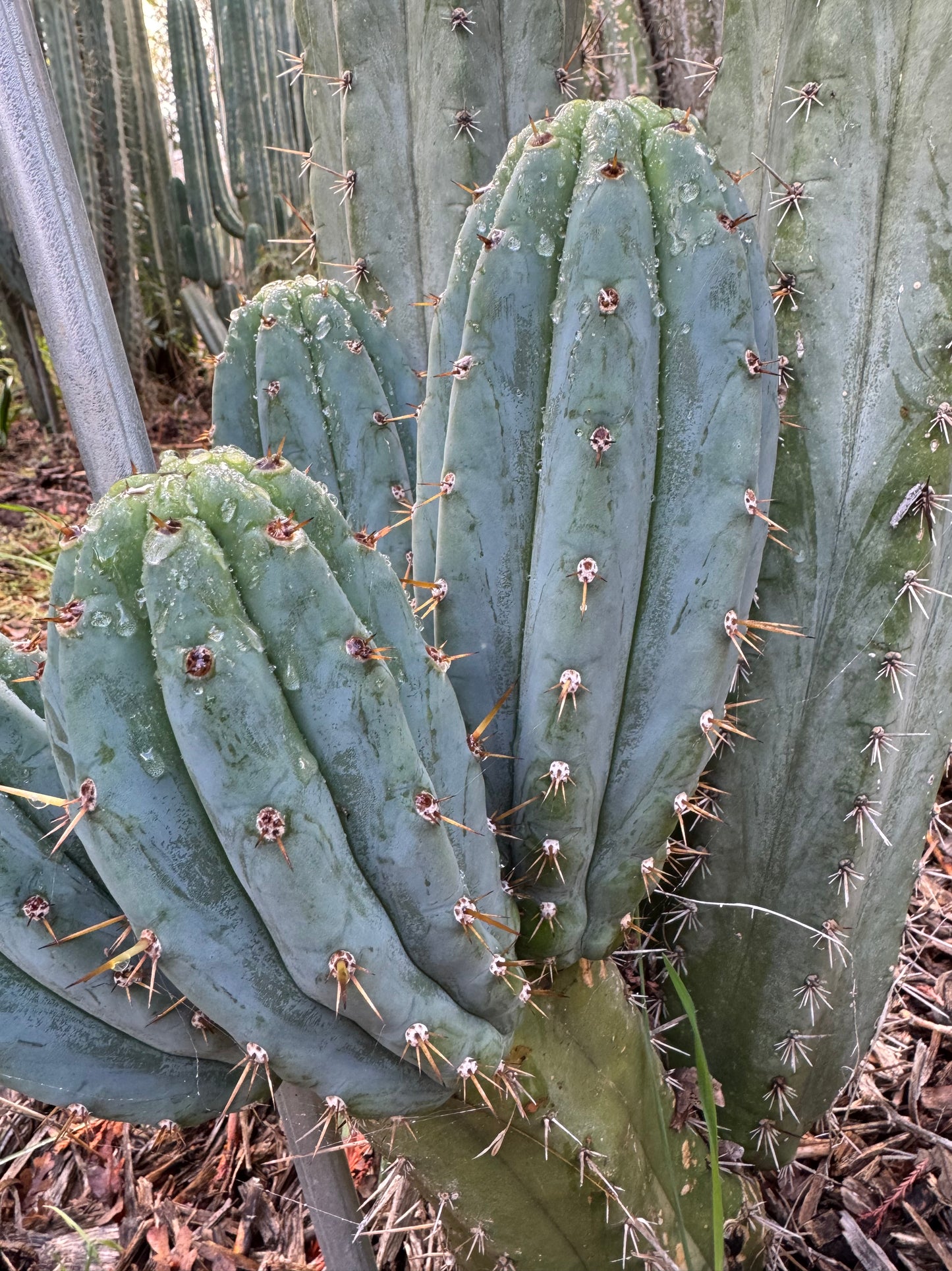 Verne’s Fastest OP