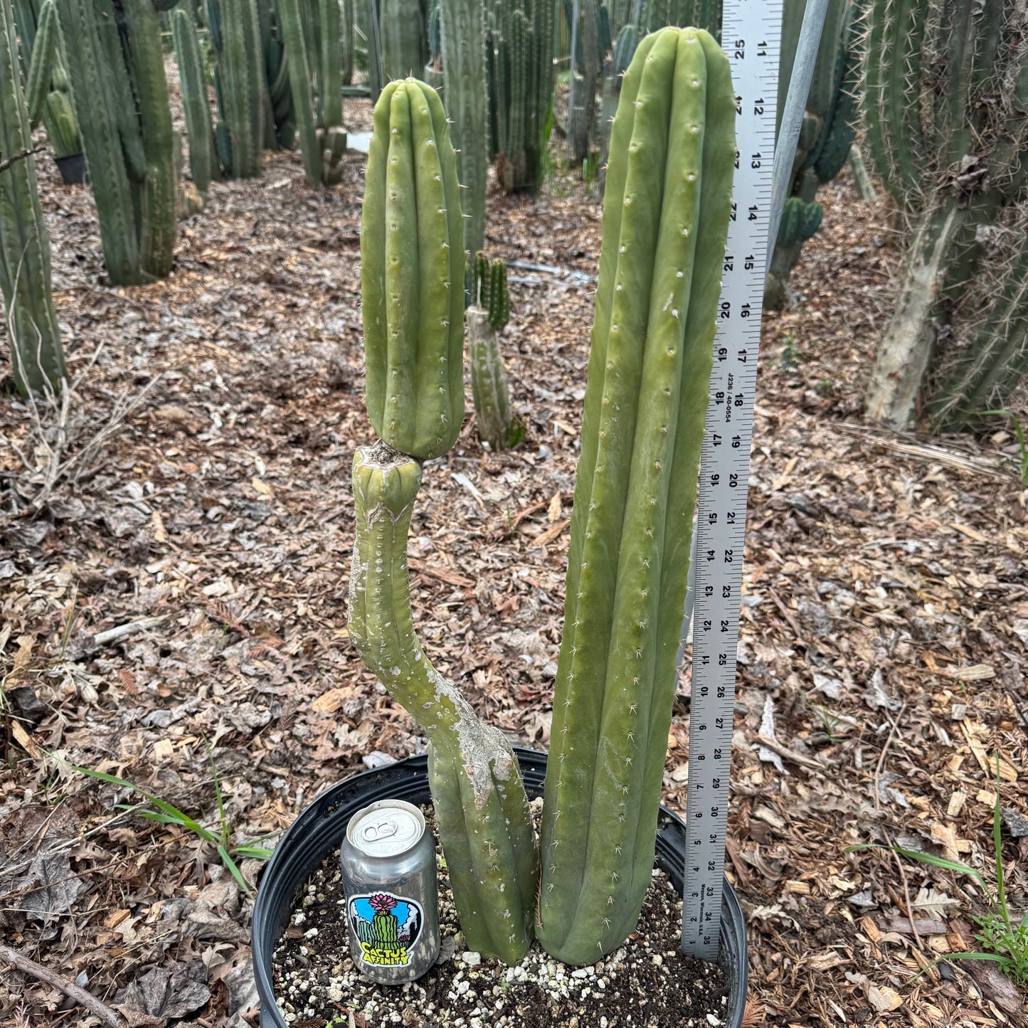 Strybing - local pickup