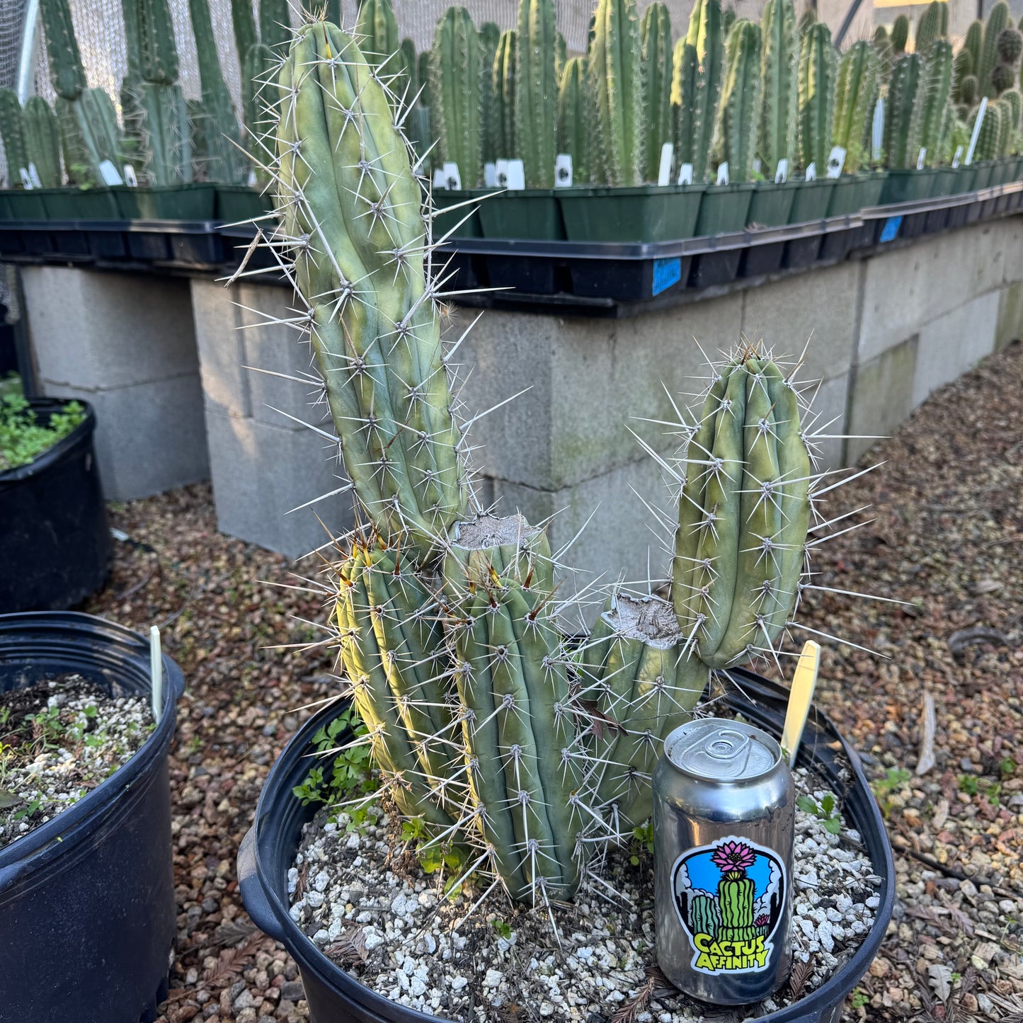 cuzco from Henrietta’s Nursery - local pickup