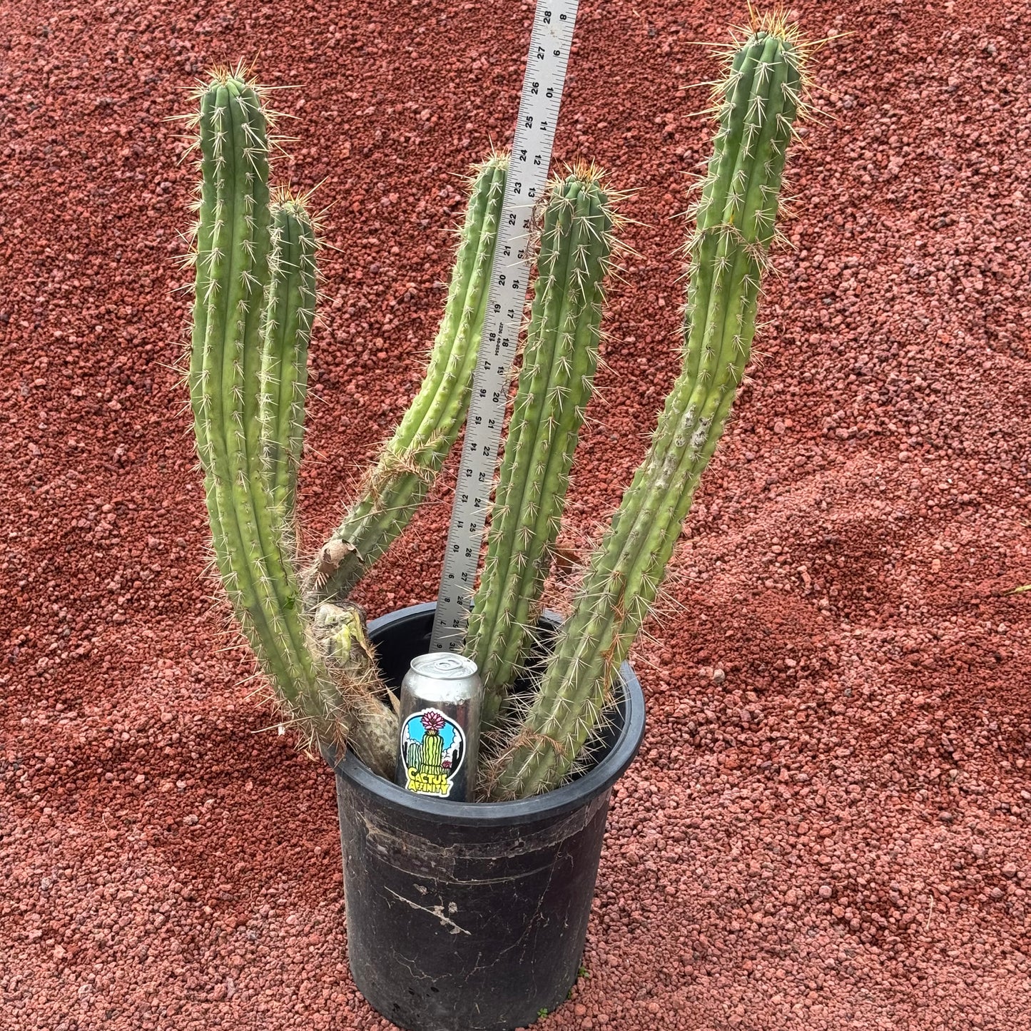 Kimura’s Spiny Giant KSG - local pickup