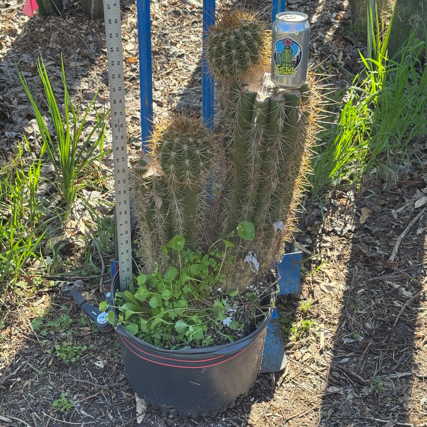 terscheckii x grandiflorus - local pickup