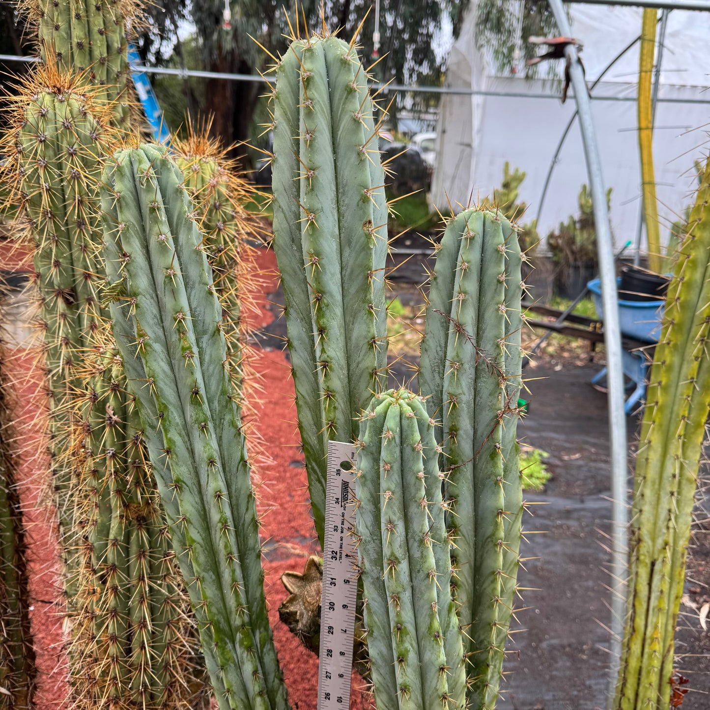 Ohlone - local pickup