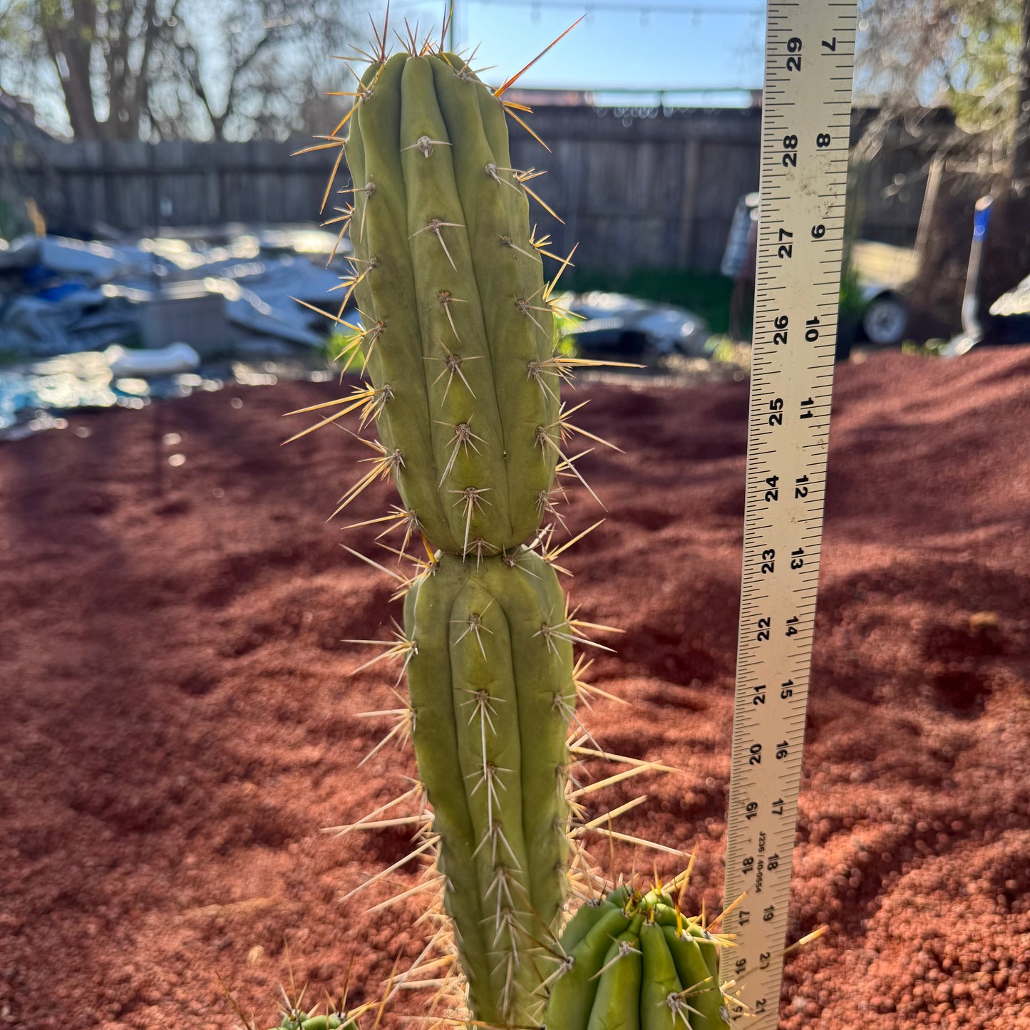 chiloensis x bridge