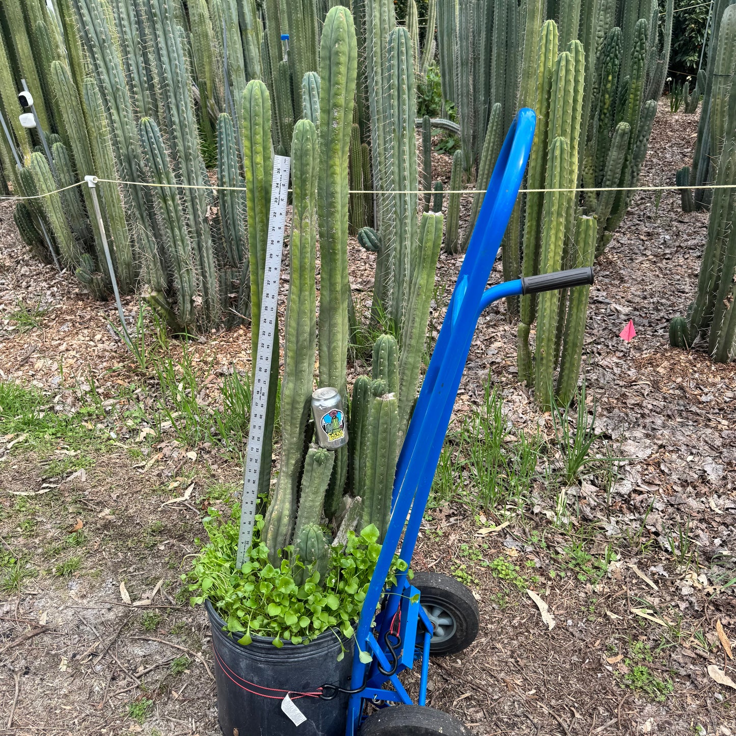 JS350b - local pickup