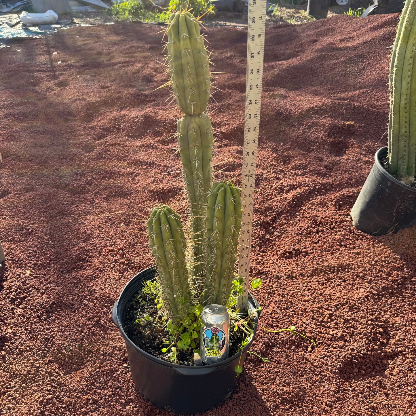 chiloensis x bridge