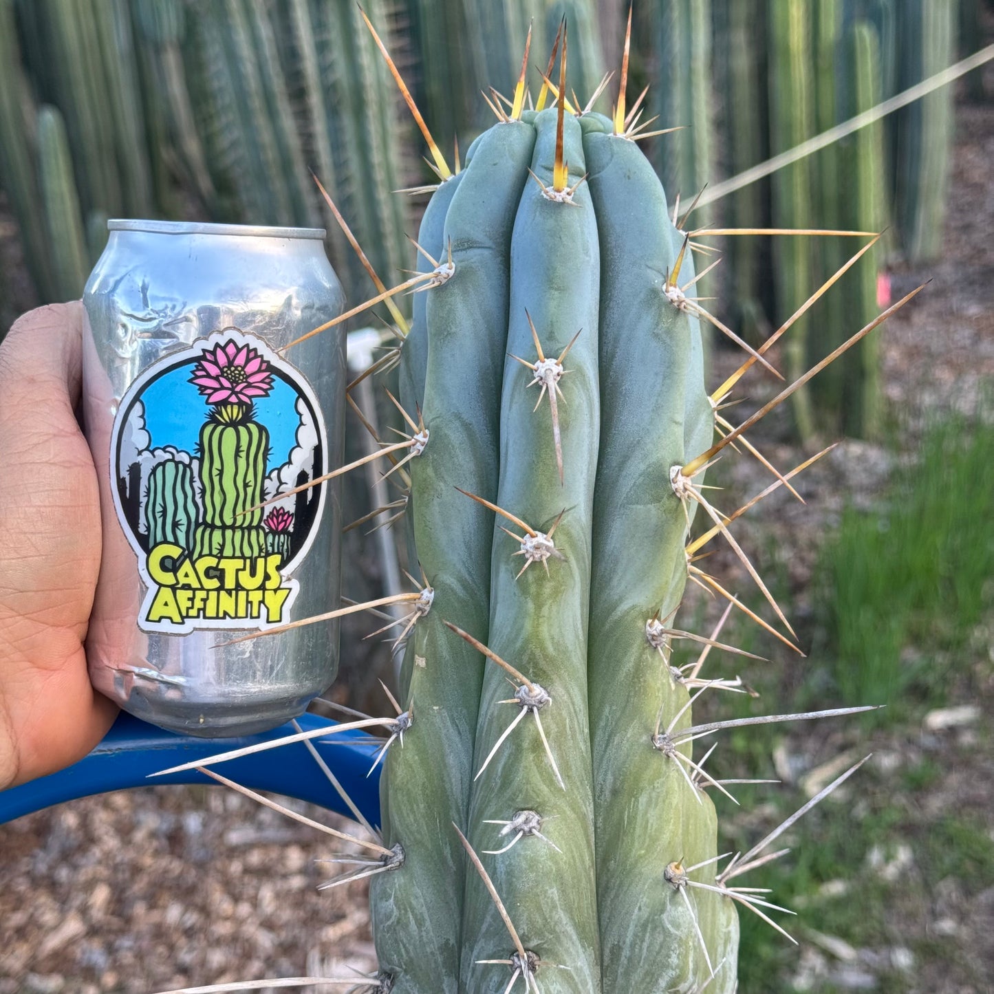 Clyde x Sharxx - local pickup