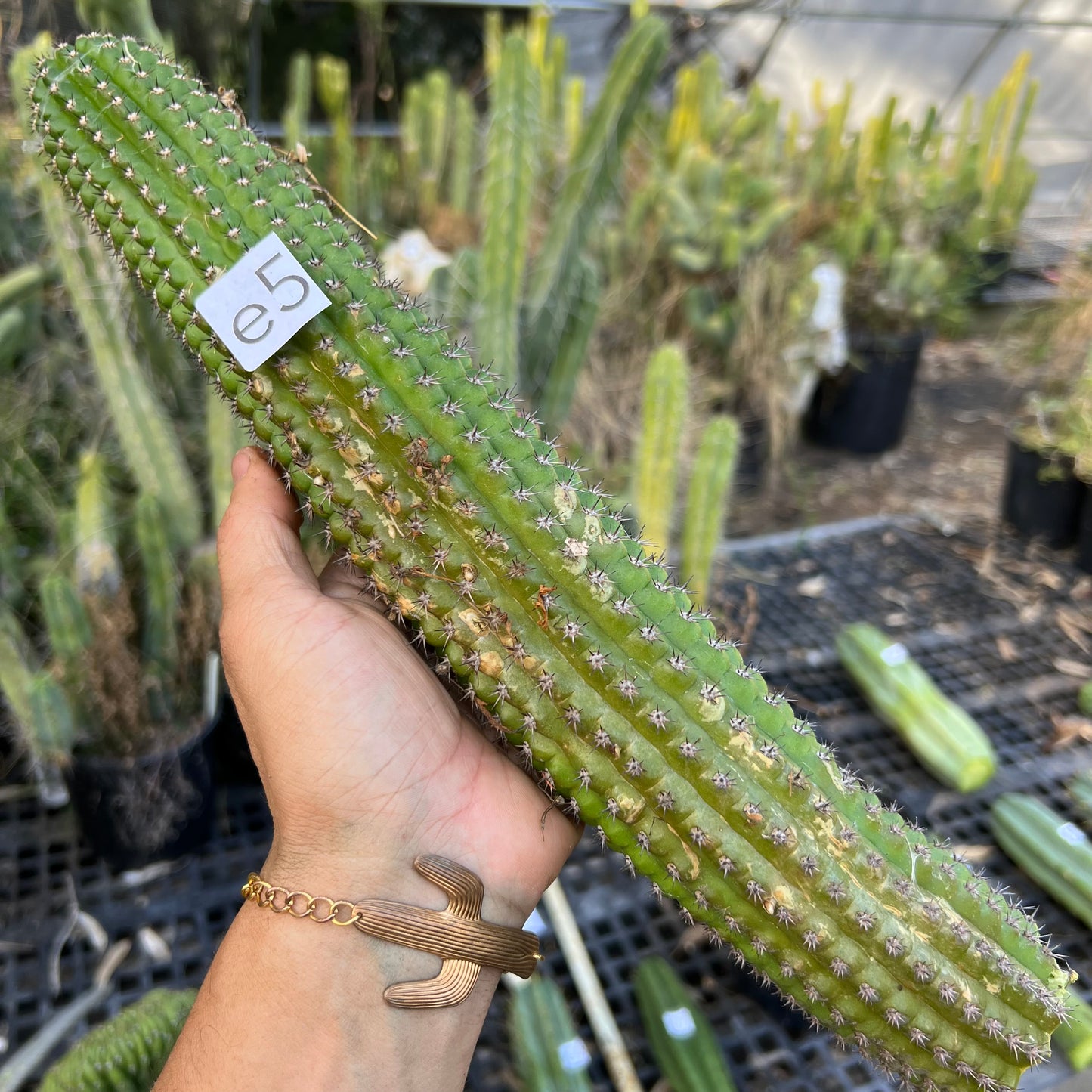 brevispinulosus