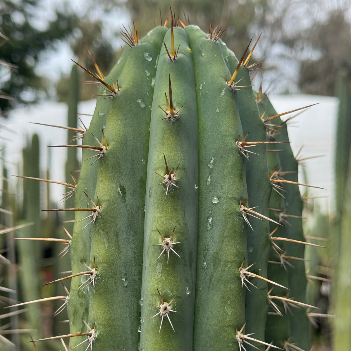 peru cv. Tarmaensis