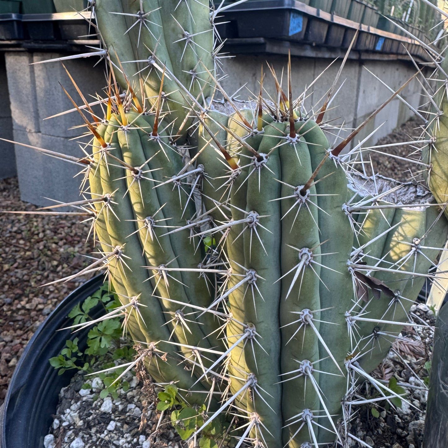 cuzco from Henrietta’s Nursery - local pickup
