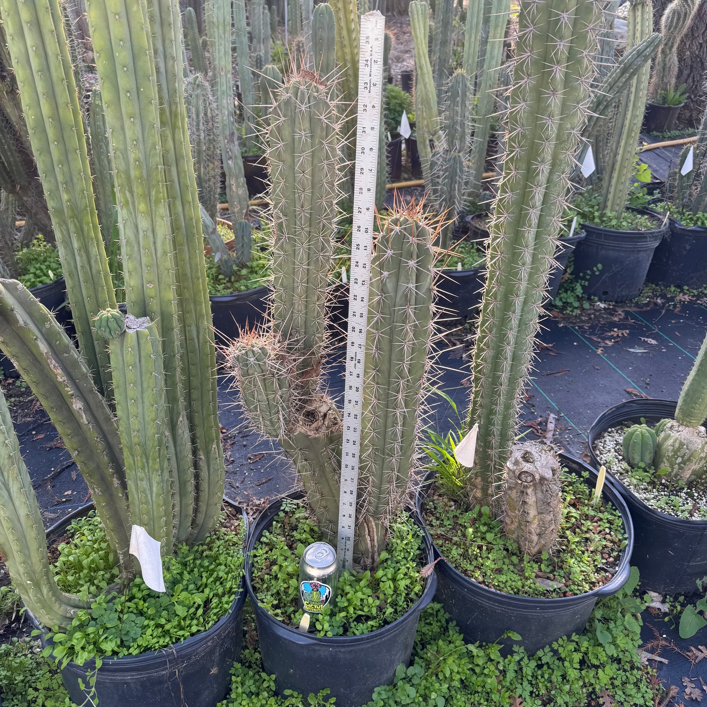 werdermannianus - local pickup