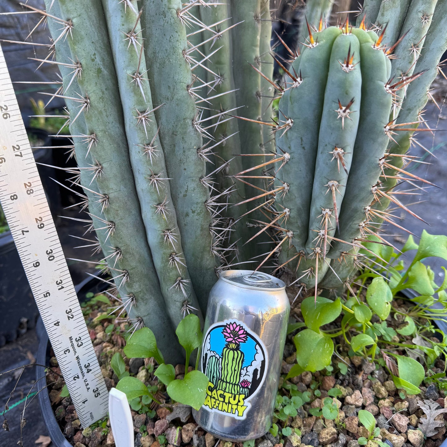 IcarosDNA JS199 - local pickup