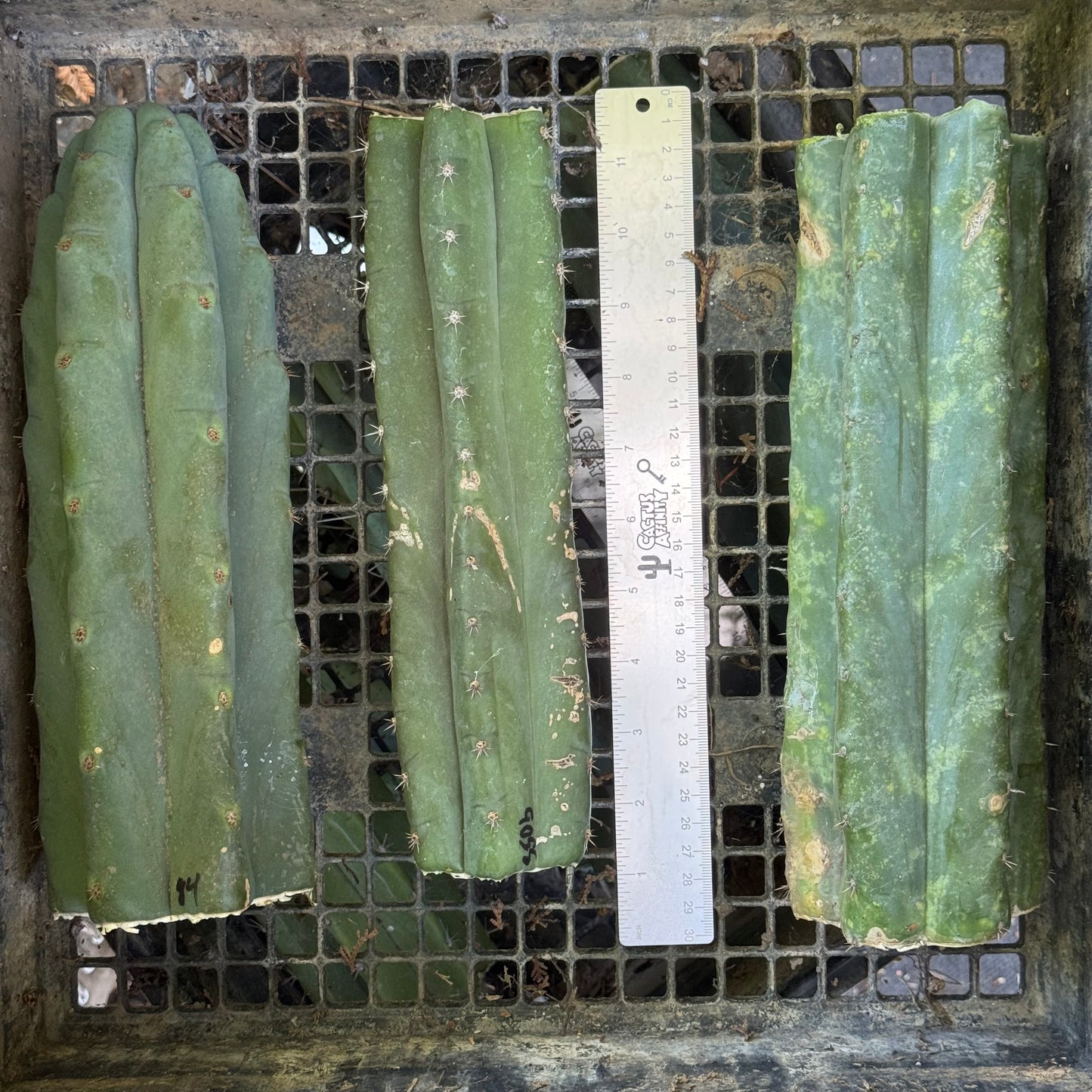 big box of cactuses - free shipping