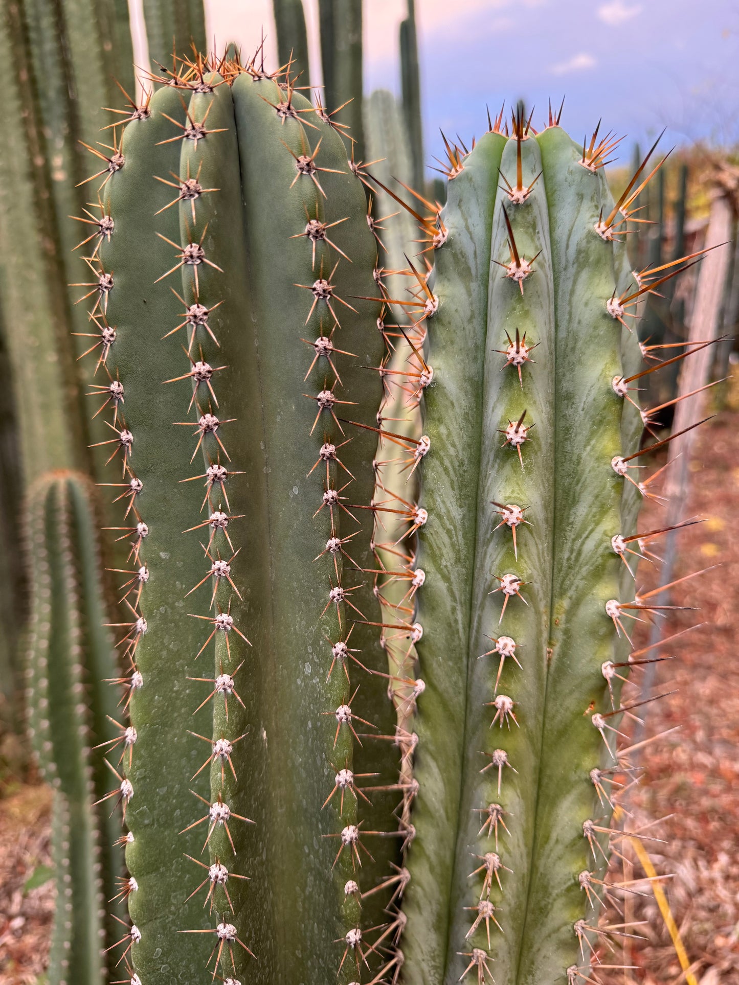 peru - Verne’s Glaucus