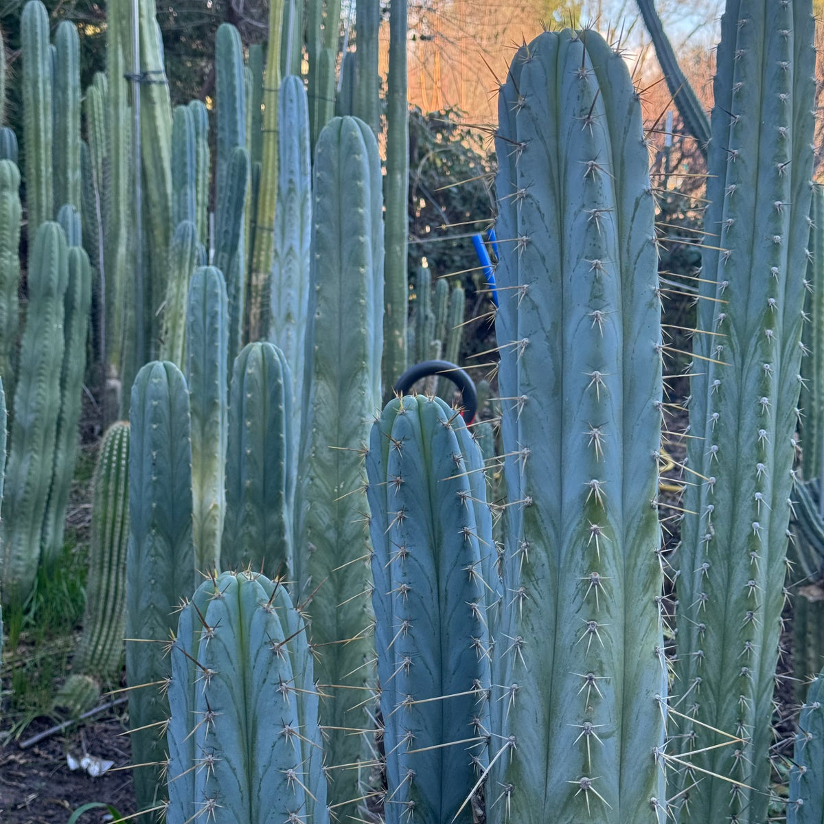 Mesa Garden “pach”