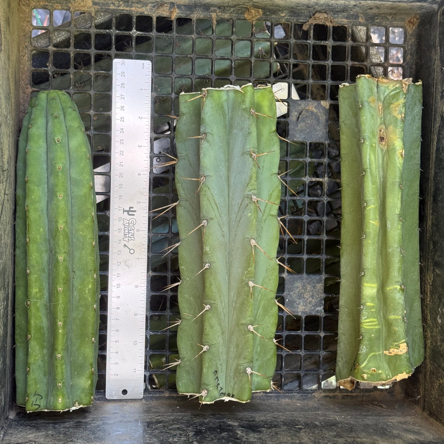 big box of cactuses - free shipping