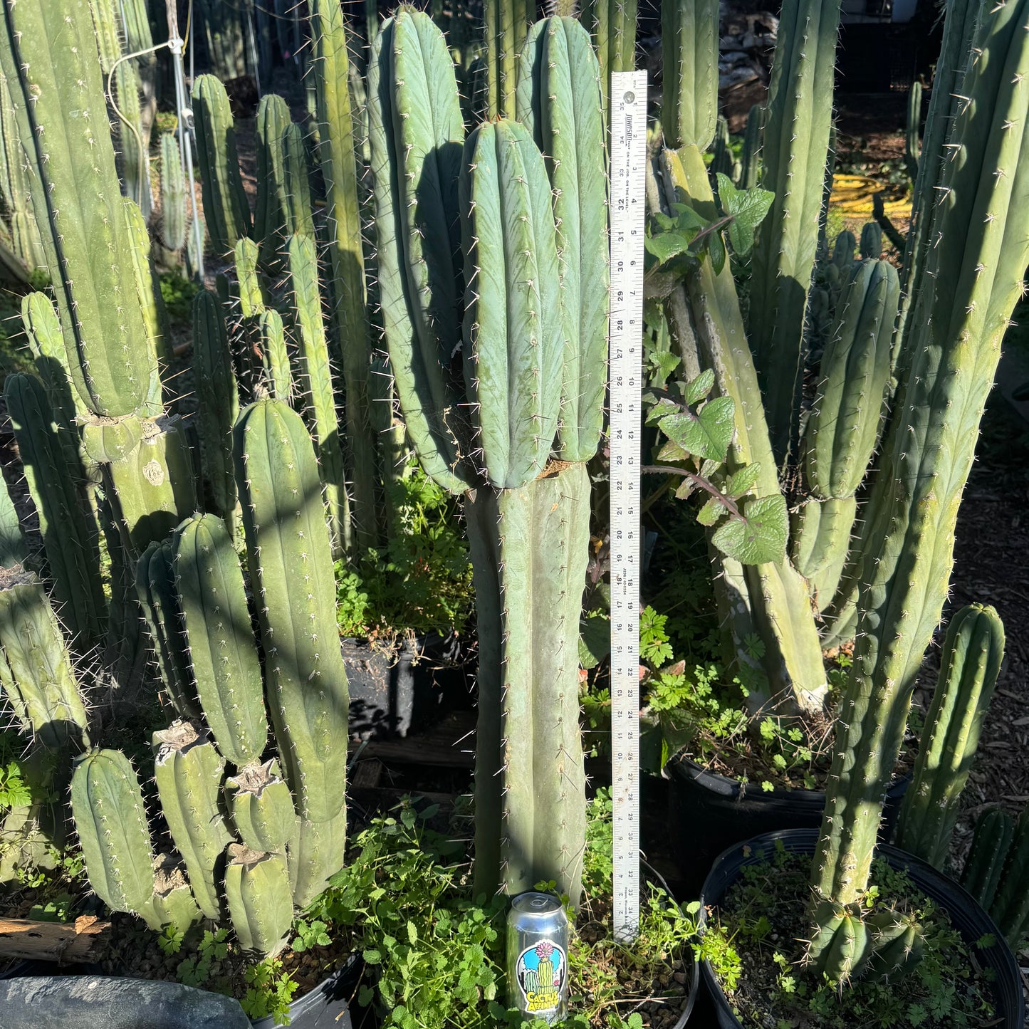 peru x TJG - local pickup